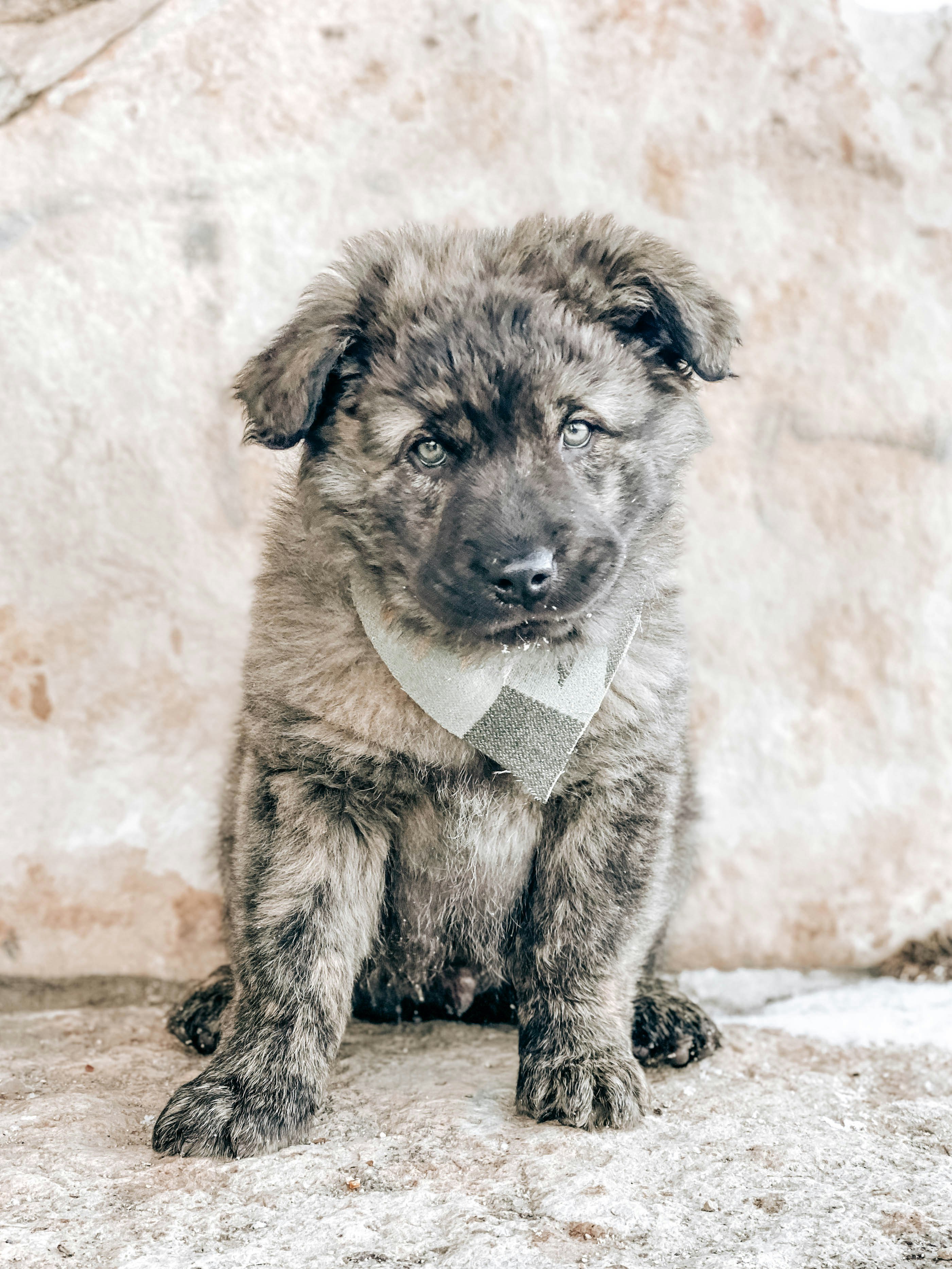 black and brown short coated puppy